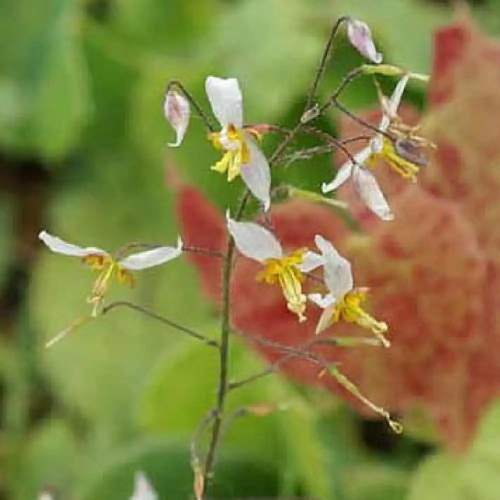 EPIMEDIUM stellulatum 'Wudang Star'