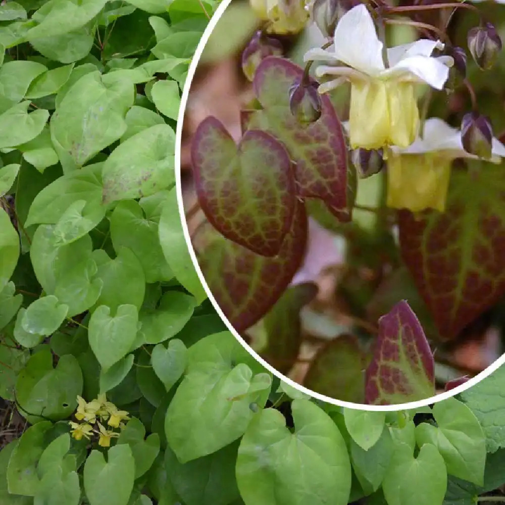 EPIMEDIUM versicolor 'Sulphureum'