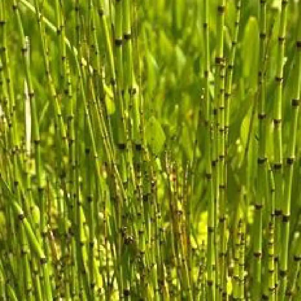 EQUISETUM camtschatcense (americanum)