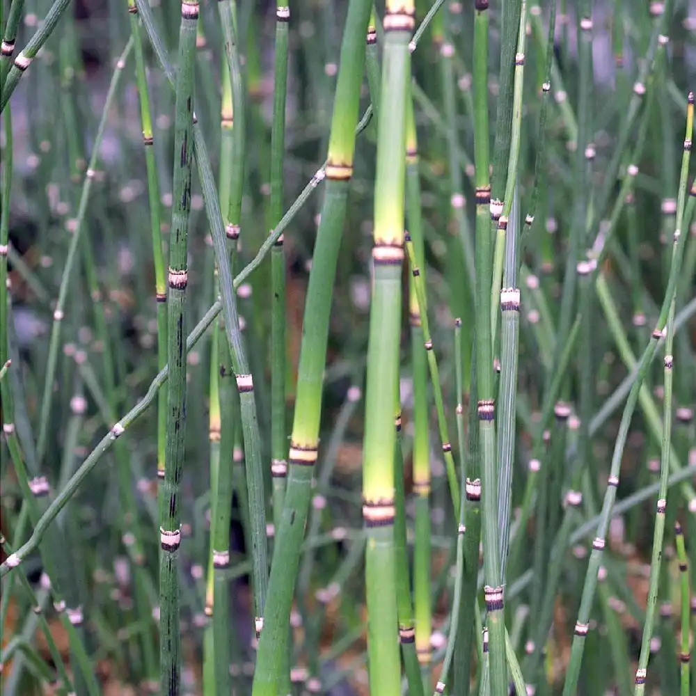 EQUISETUM japonicum