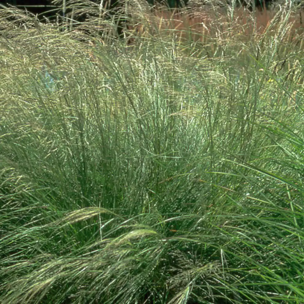 ERAGROSTIS curvula