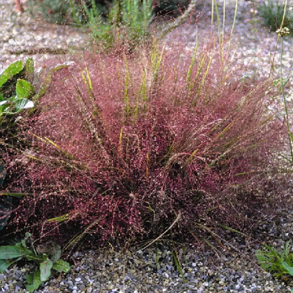 ERAGROSTIS spectabilis