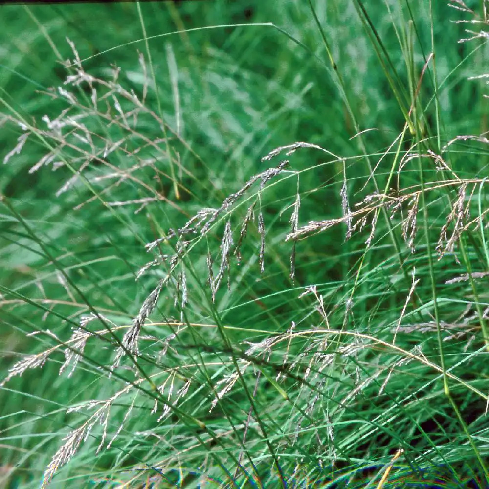 ERAGROSTIS trichodes