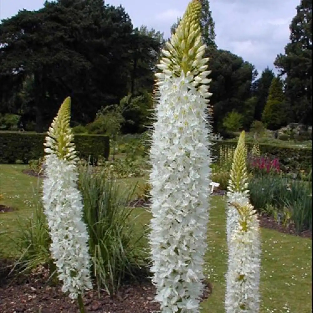 EREMURUS himalaicus