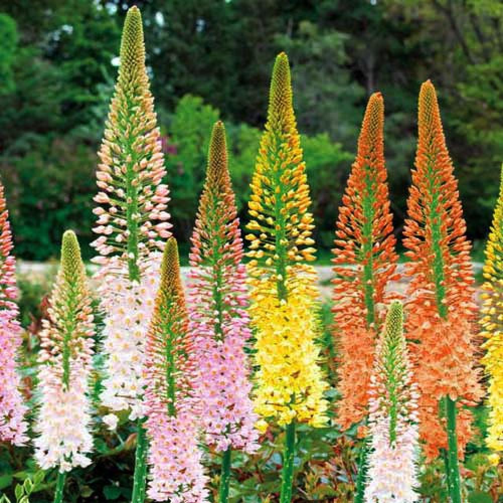 EREMURUS isabellinus Ruiter hybrids