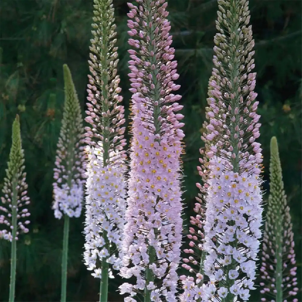 EREMURUS robustus