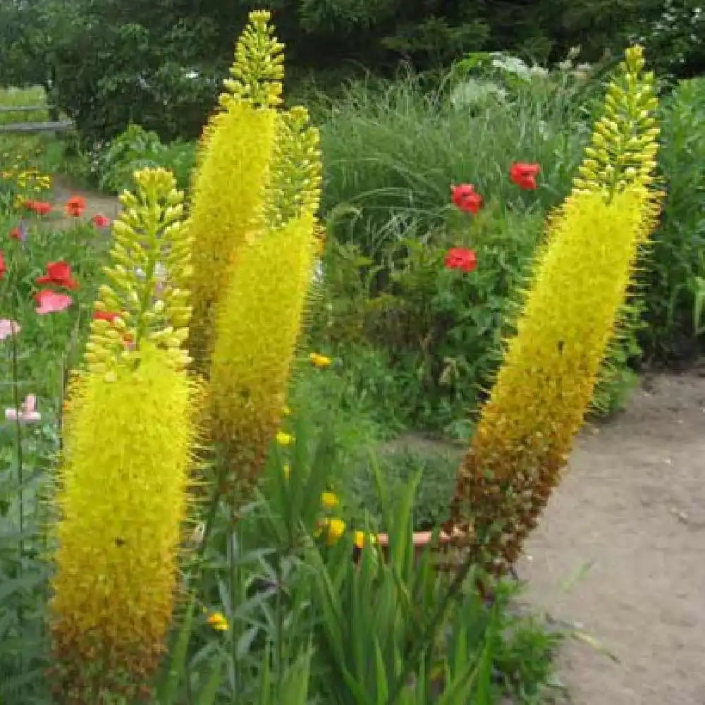 EREMURUS stenophyllus