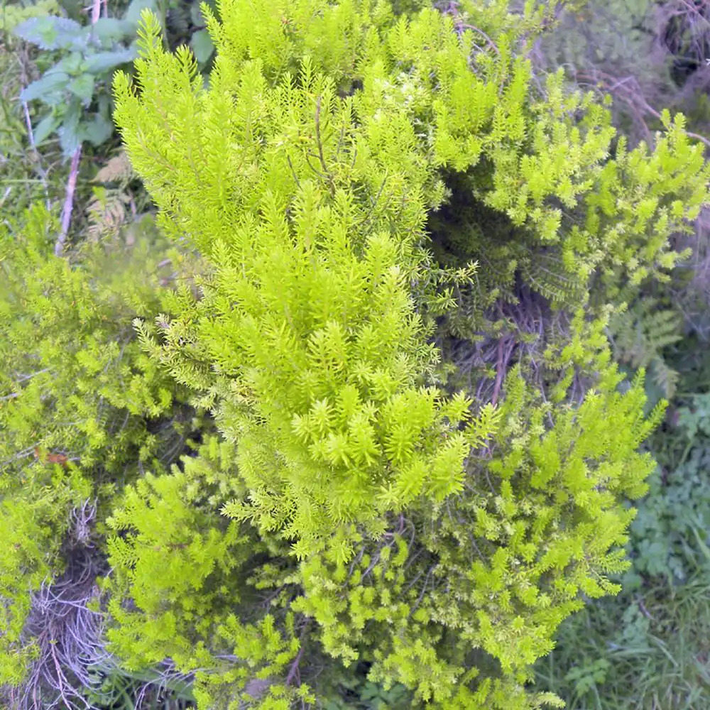 ERICA arborea 'Estrella Gold'