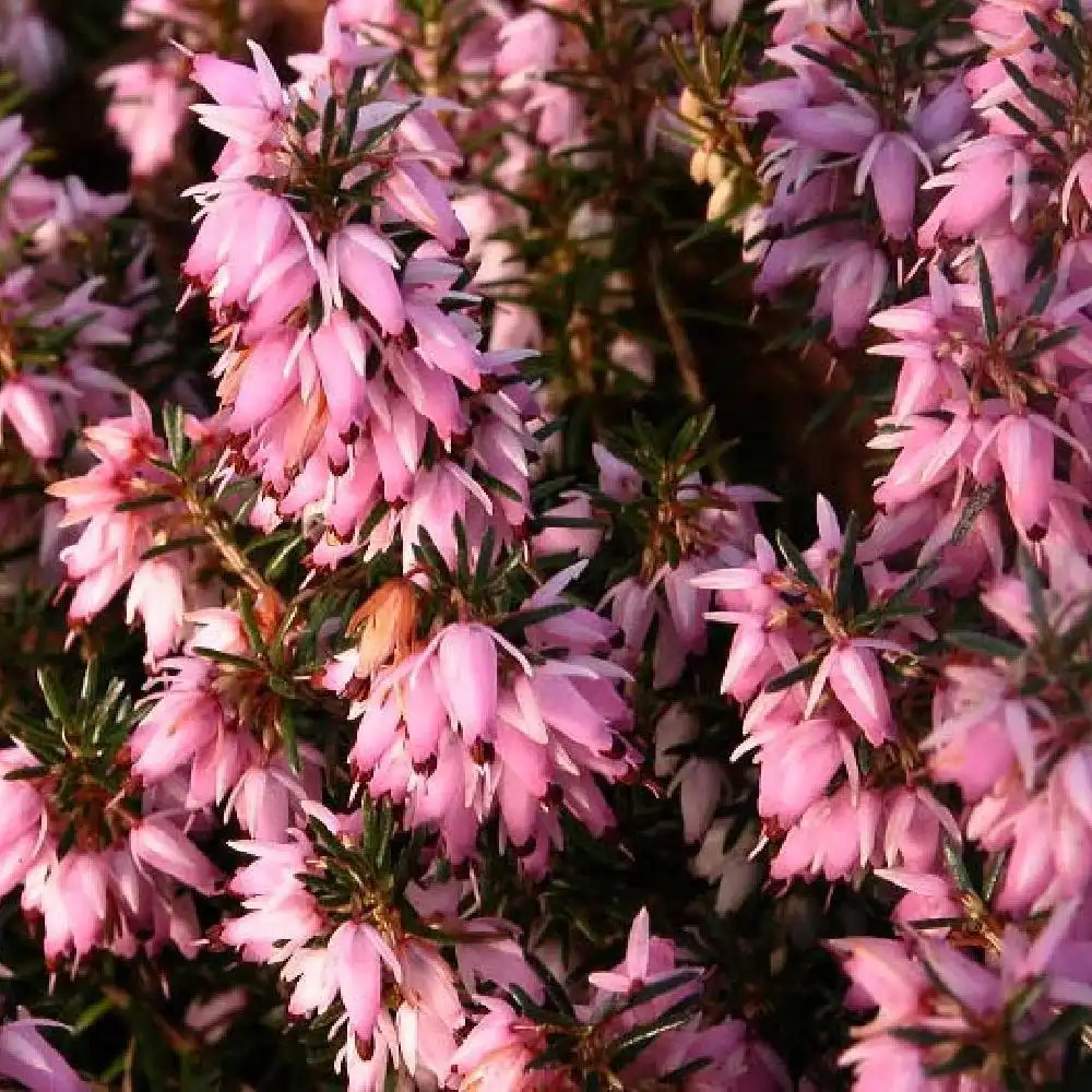 ERICA carnea 'Pink Spangles'