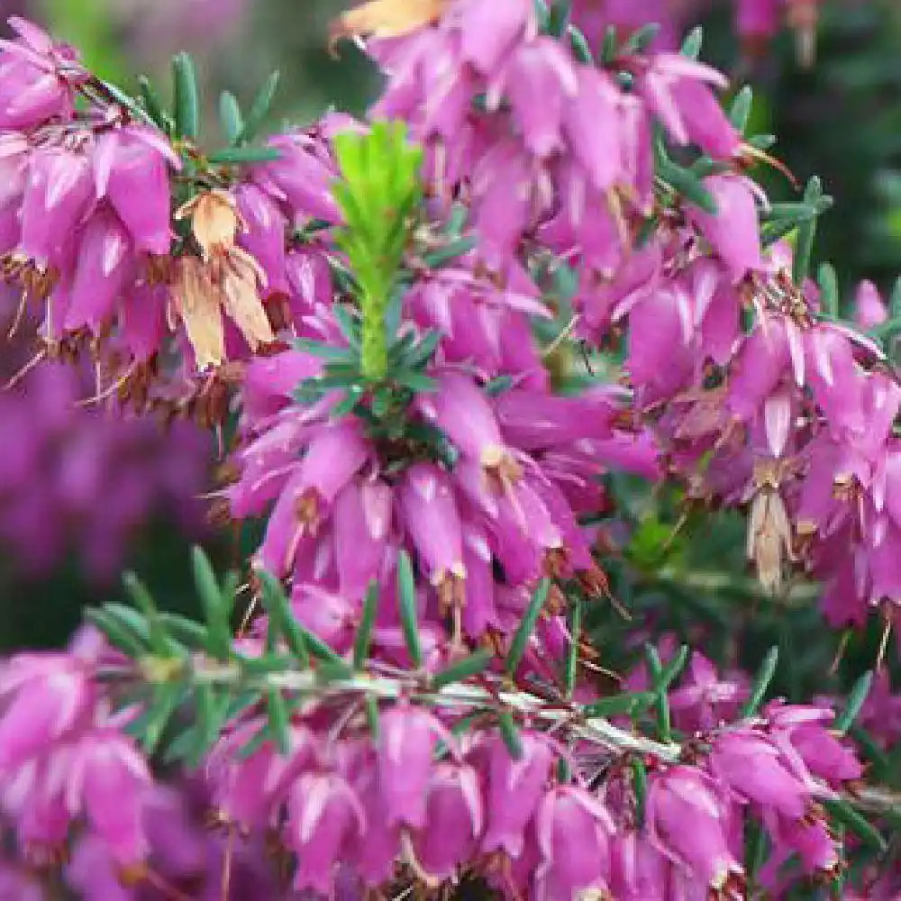 ERICA carnea 'Rosalie'