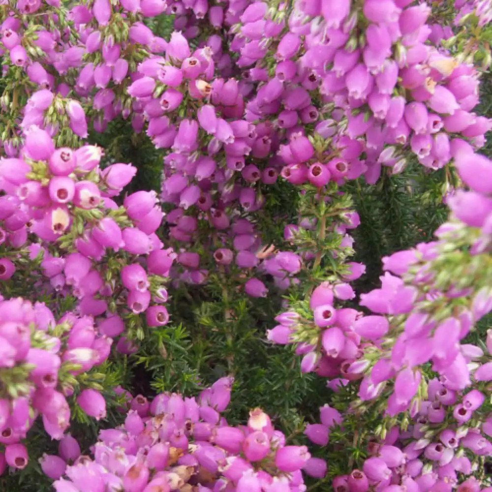 ERICA cinerea 'Cévennes'