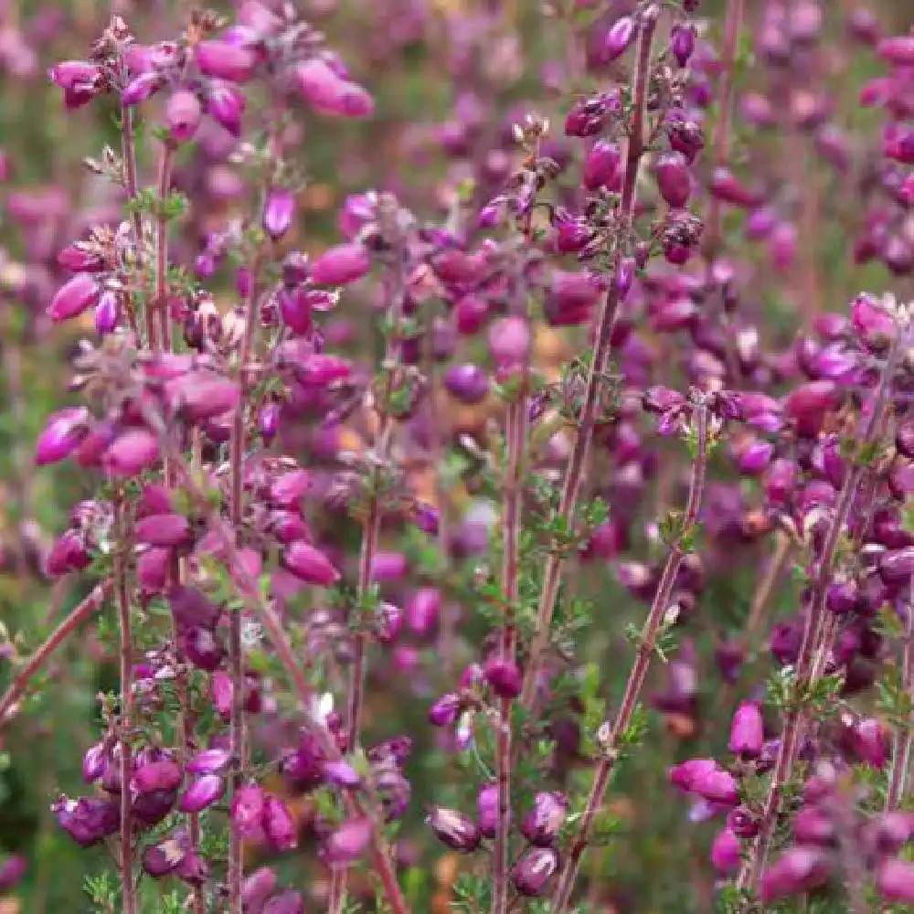 ERICA cinerea 'Katinka'