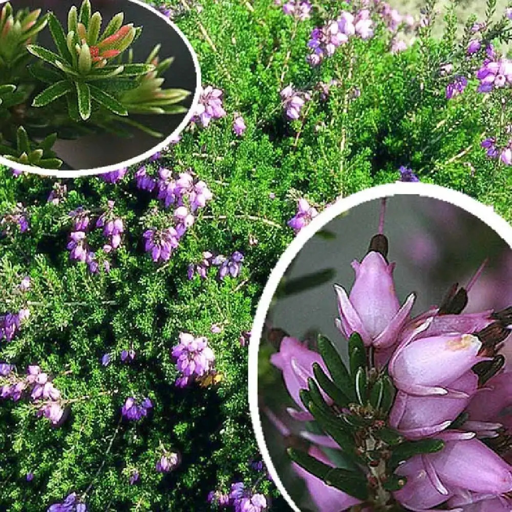 ERICA cinerea 'Pink Ice'