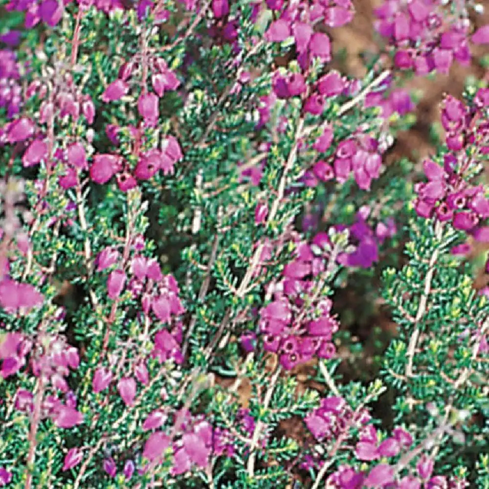 ERICA cinerea 'Violetta'