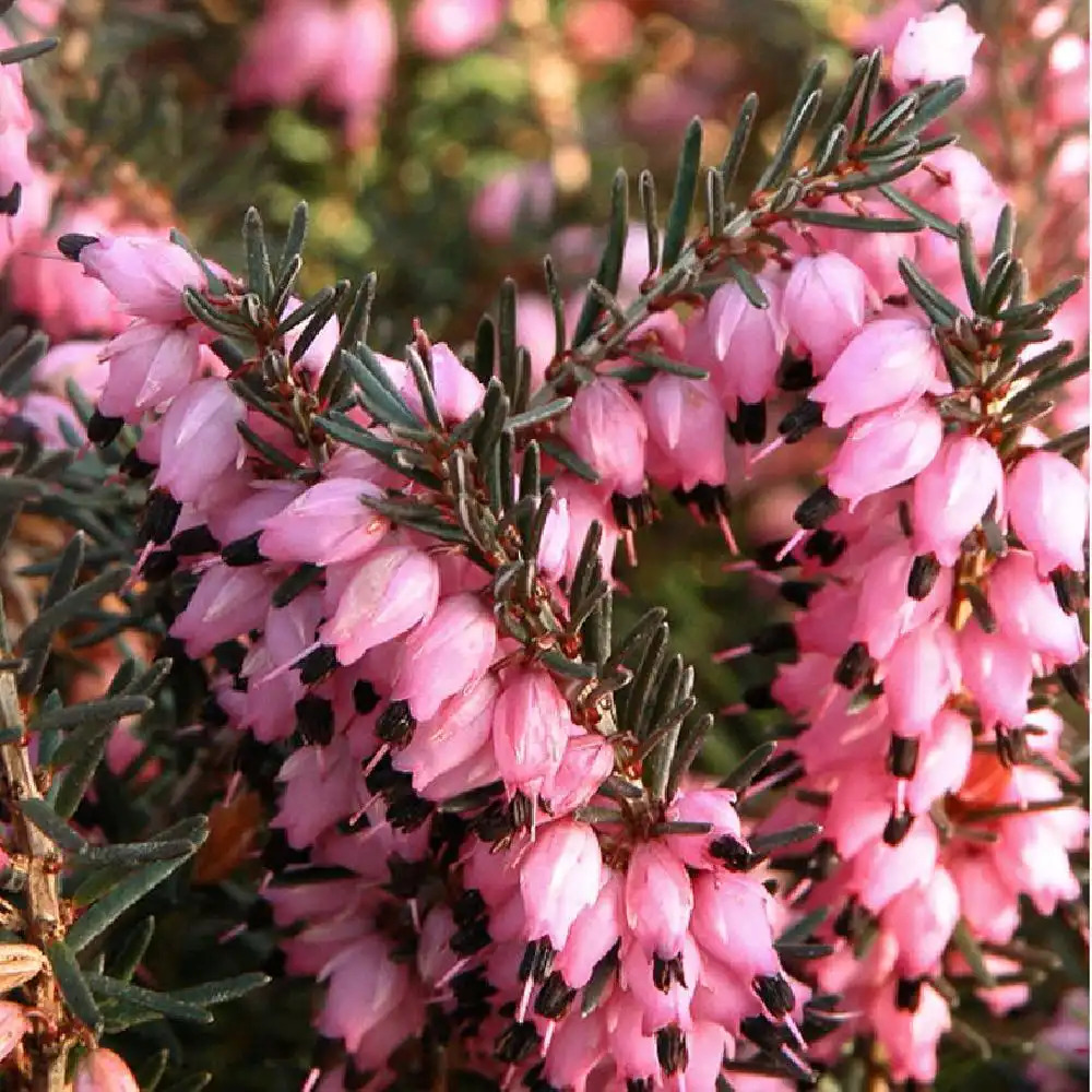 ERICA x darleyensis 'Furzey'