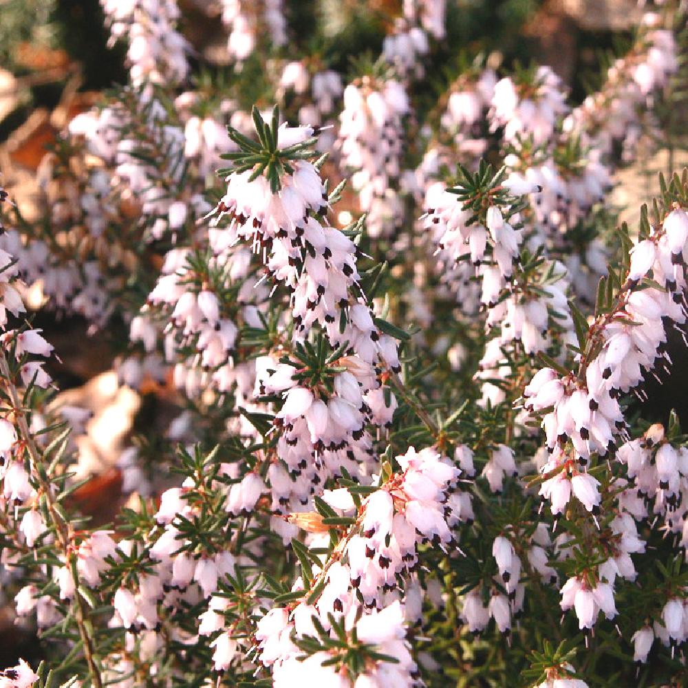 ERICA x darleyensis 'Jenny Porter'