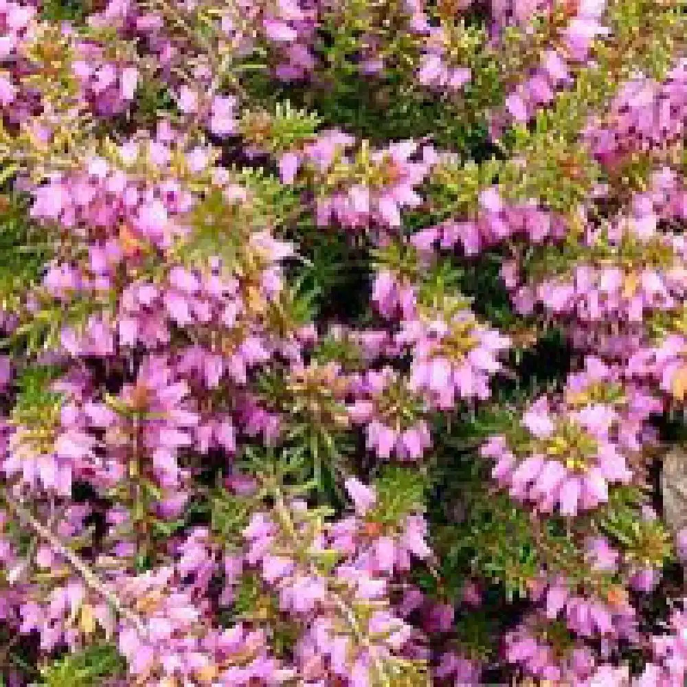 ERICA x darleyensis 'Mary Helen'