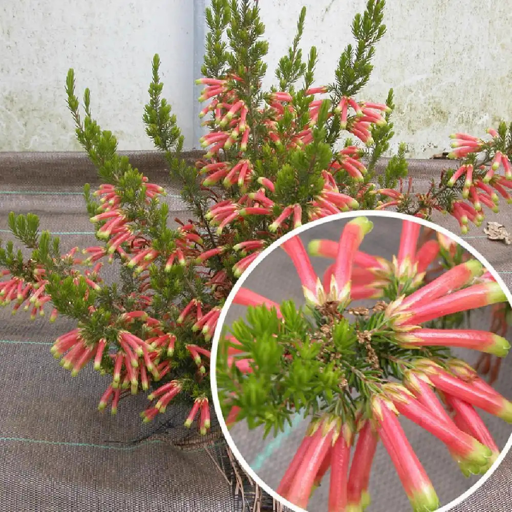 ERICA discolor