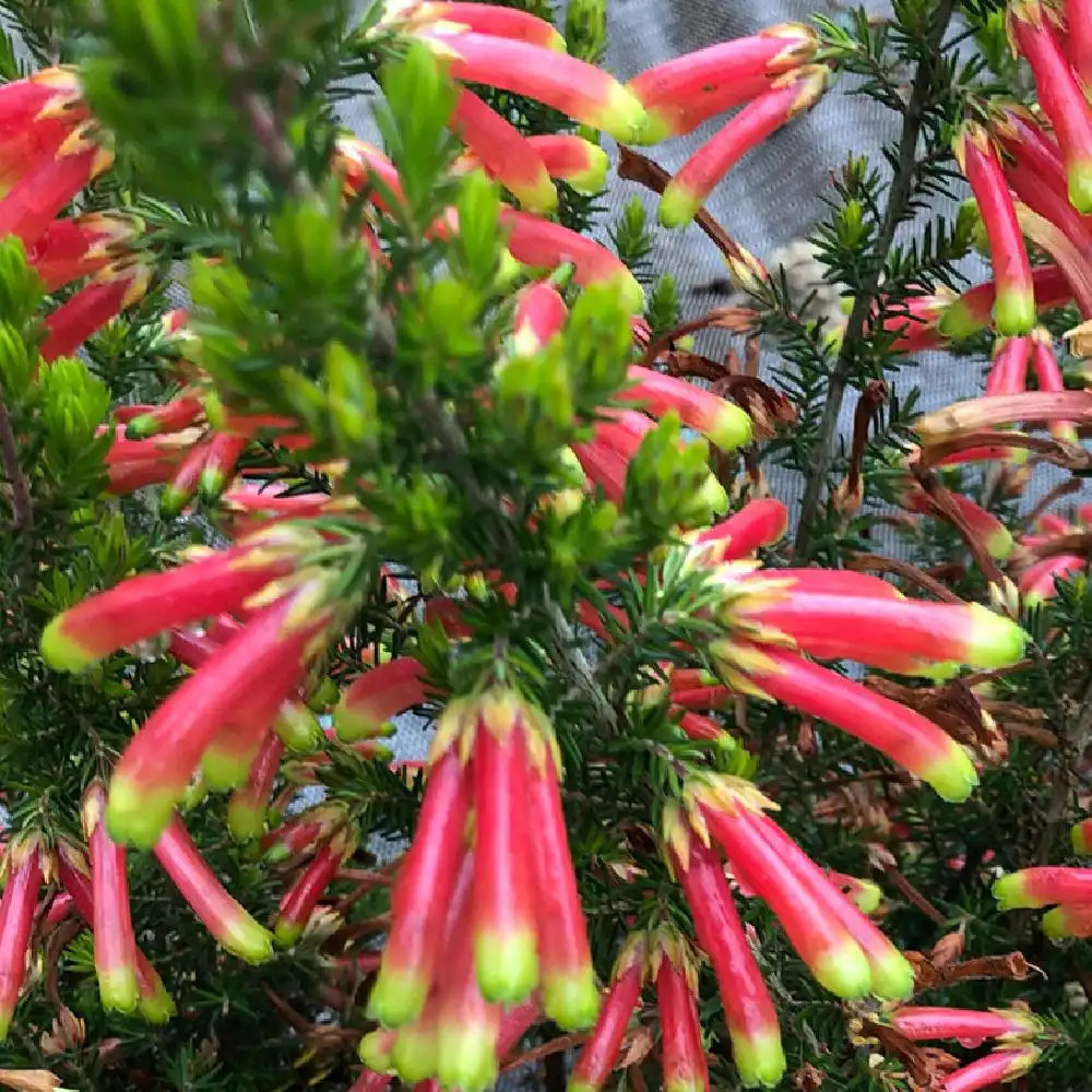 ERICA discolor