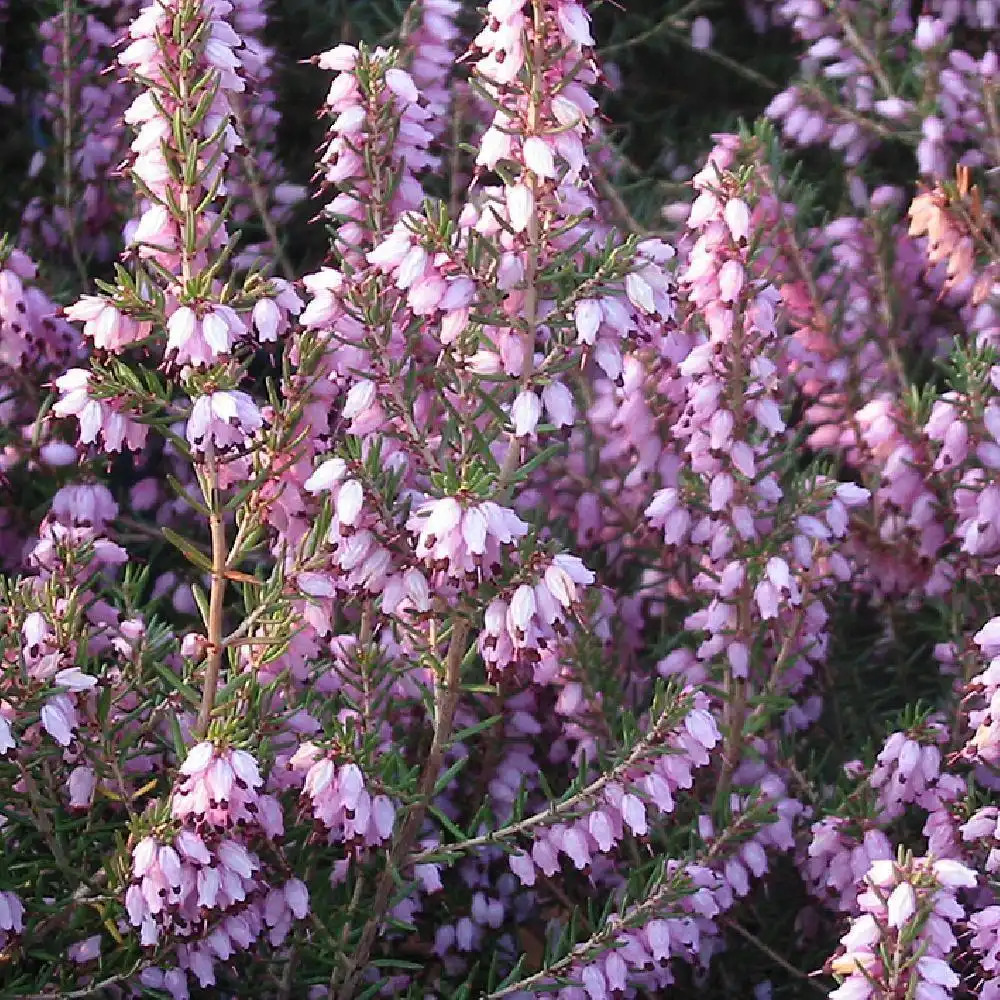 ERICA mediterranea ( =erigena)