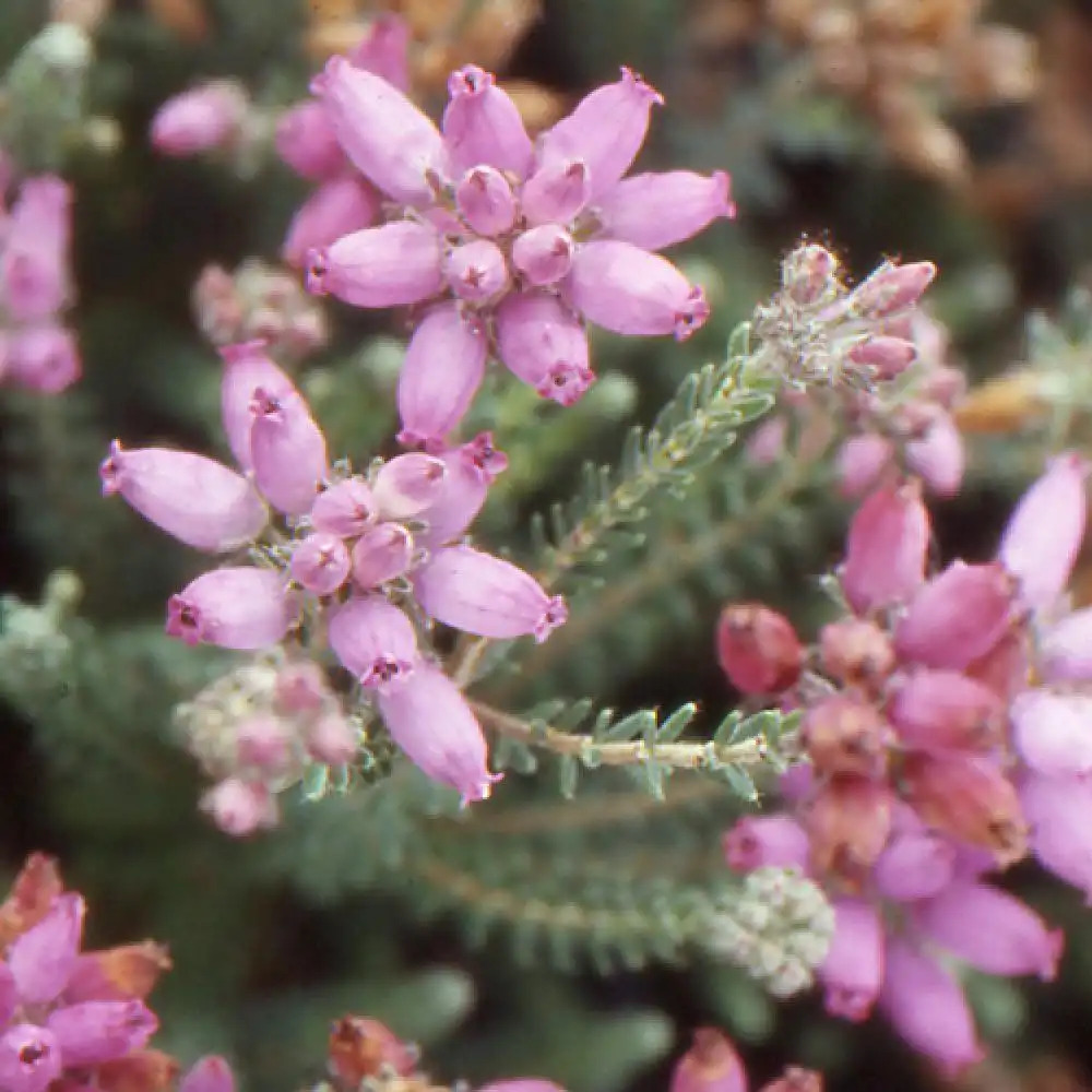 ERICA tetralix 'Rosea'