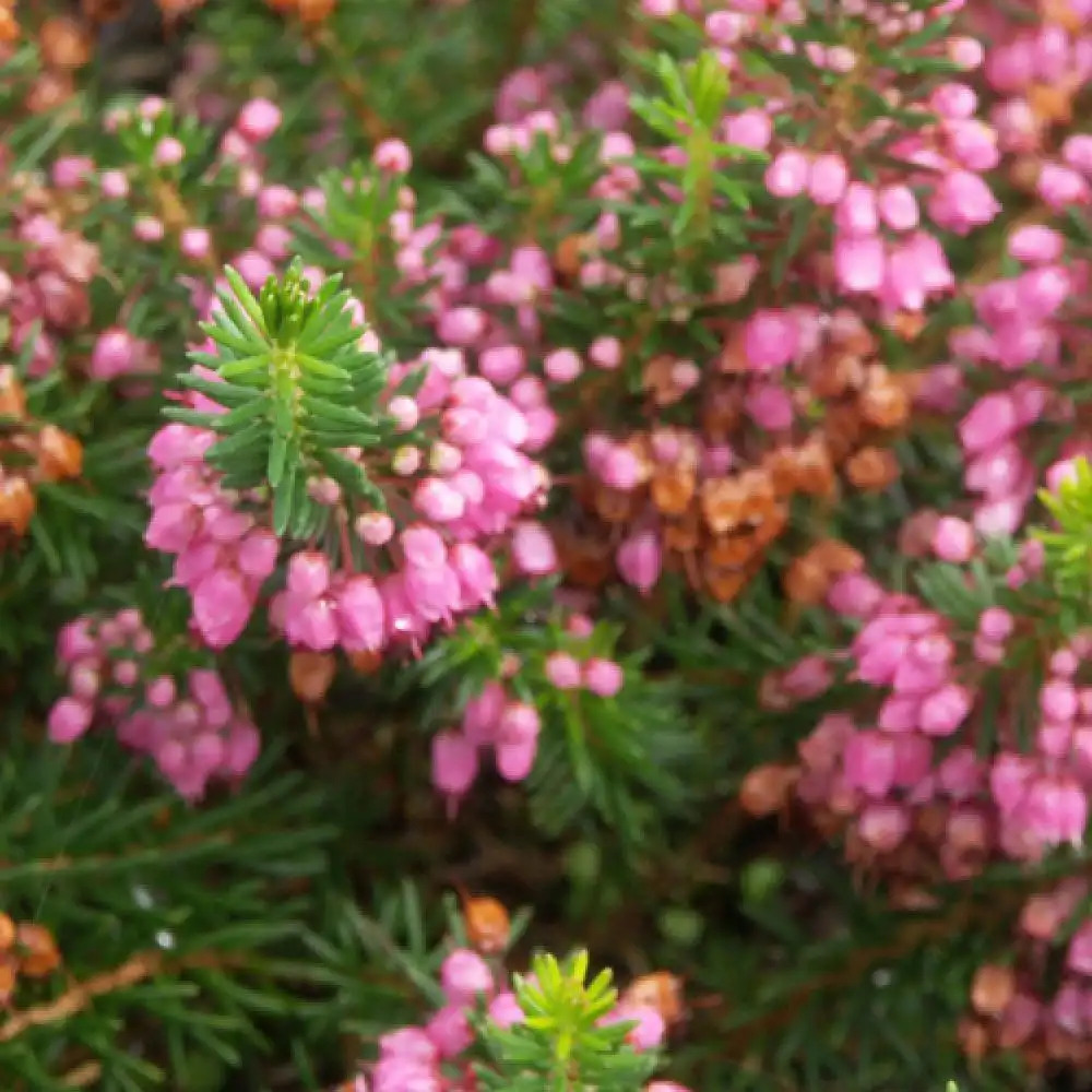 ERICA vagans 'Mrs D.F. Maxwell'