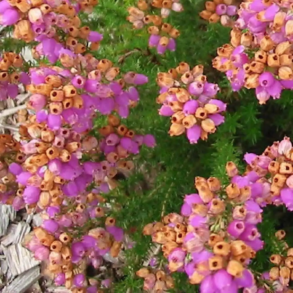 ERICA vagans 'St Keverne'