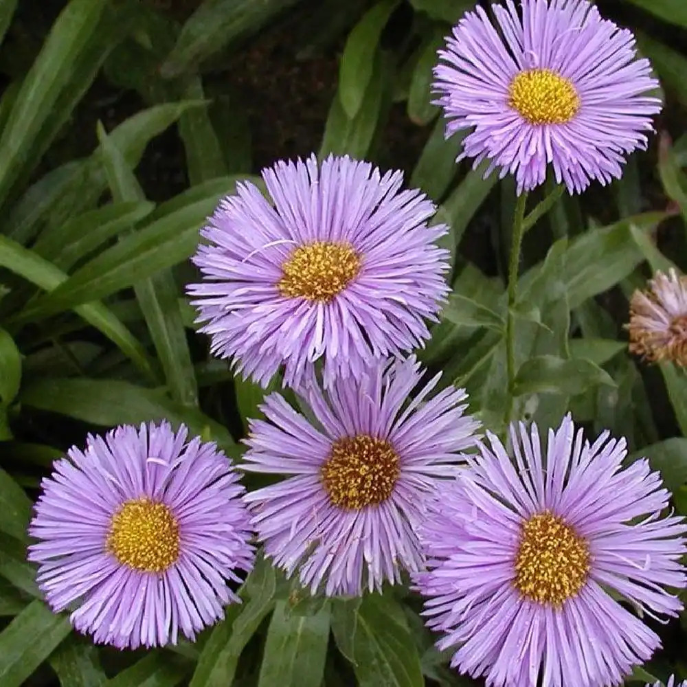 ERIGERON 'Adria'