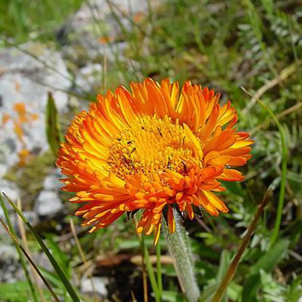 ERIGERON aurantiacus