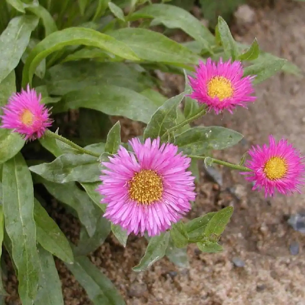 ERIGERON 'Foersters Liebling'