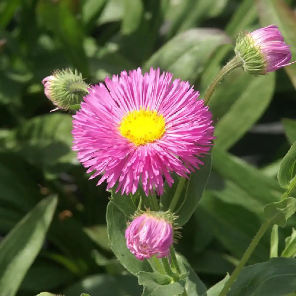 ERIGERON 'Karminstrahl'