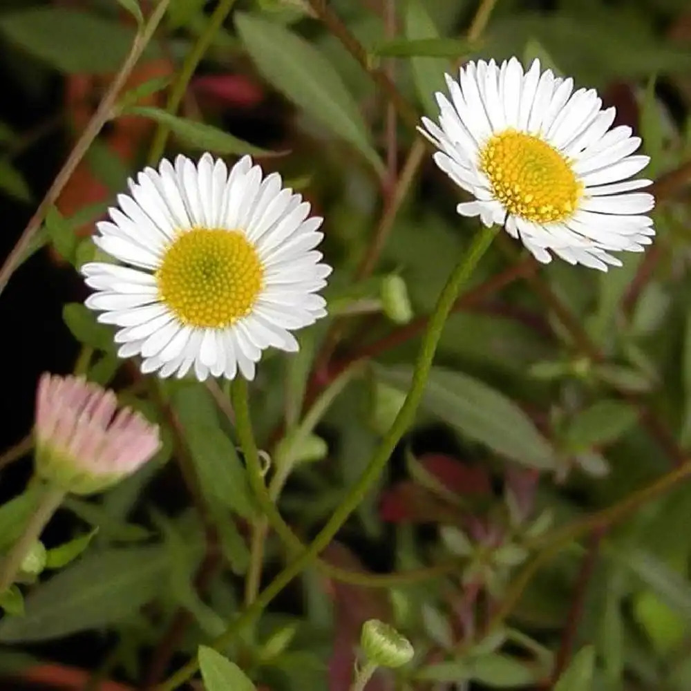 ERIGERON karvinskianus