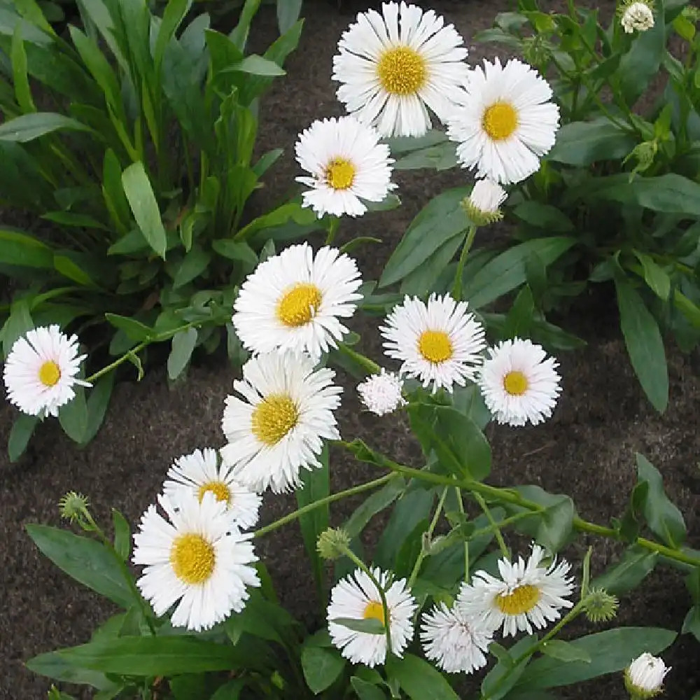 ERIGERON 'Professor Korodi'