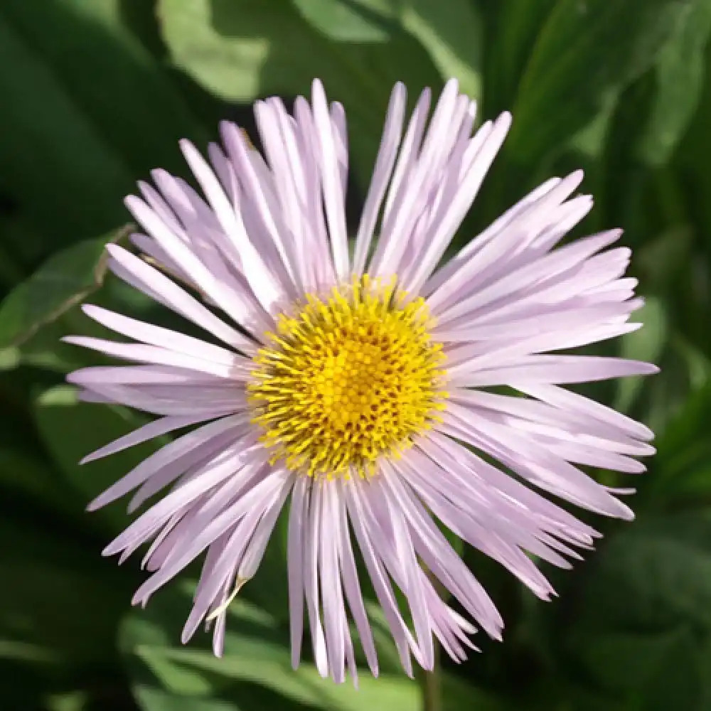 ERIGERON 'Quakeress'