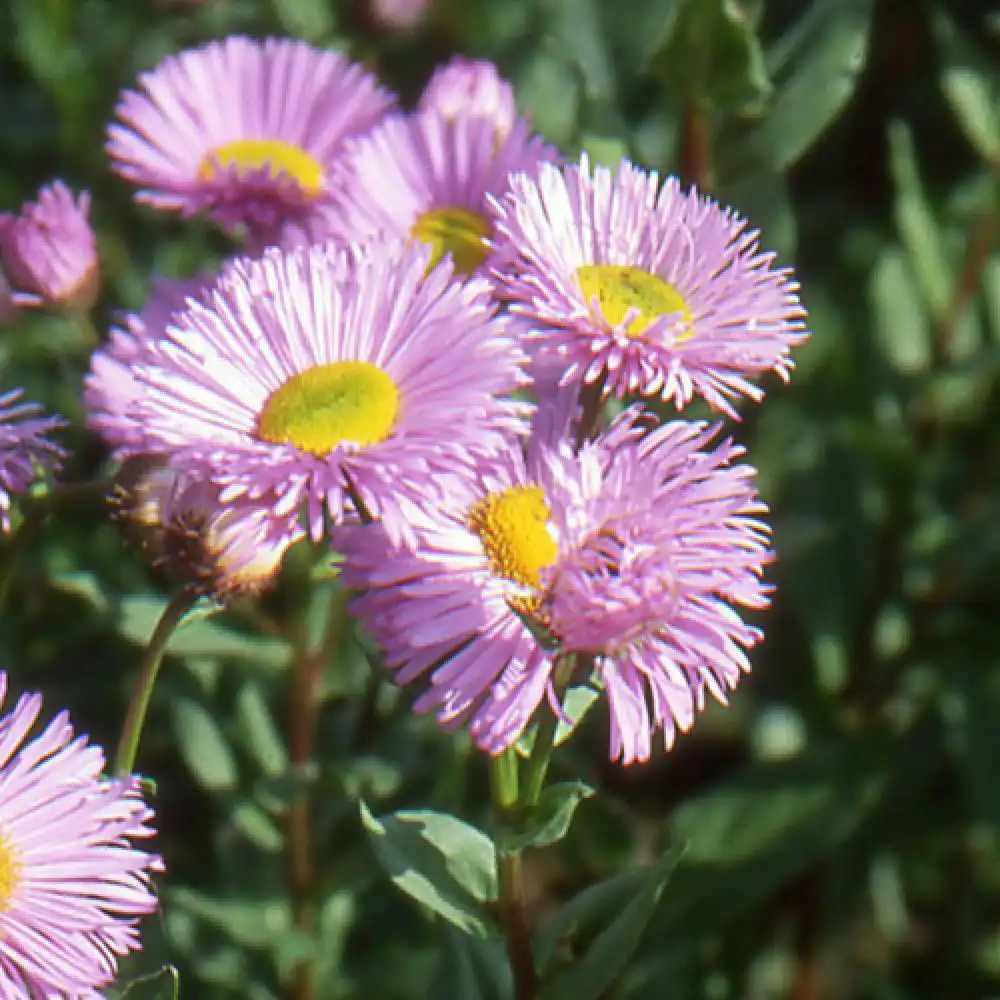 ERIGERON 'Rosa Juwel'