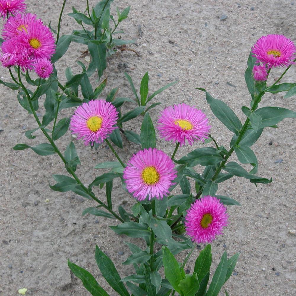 ERIGERON 'Rotes Meer'