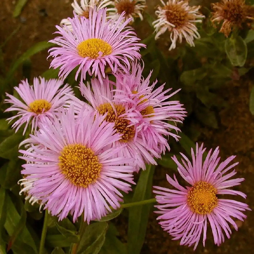 ERIGERON 'Rosa Triumph'