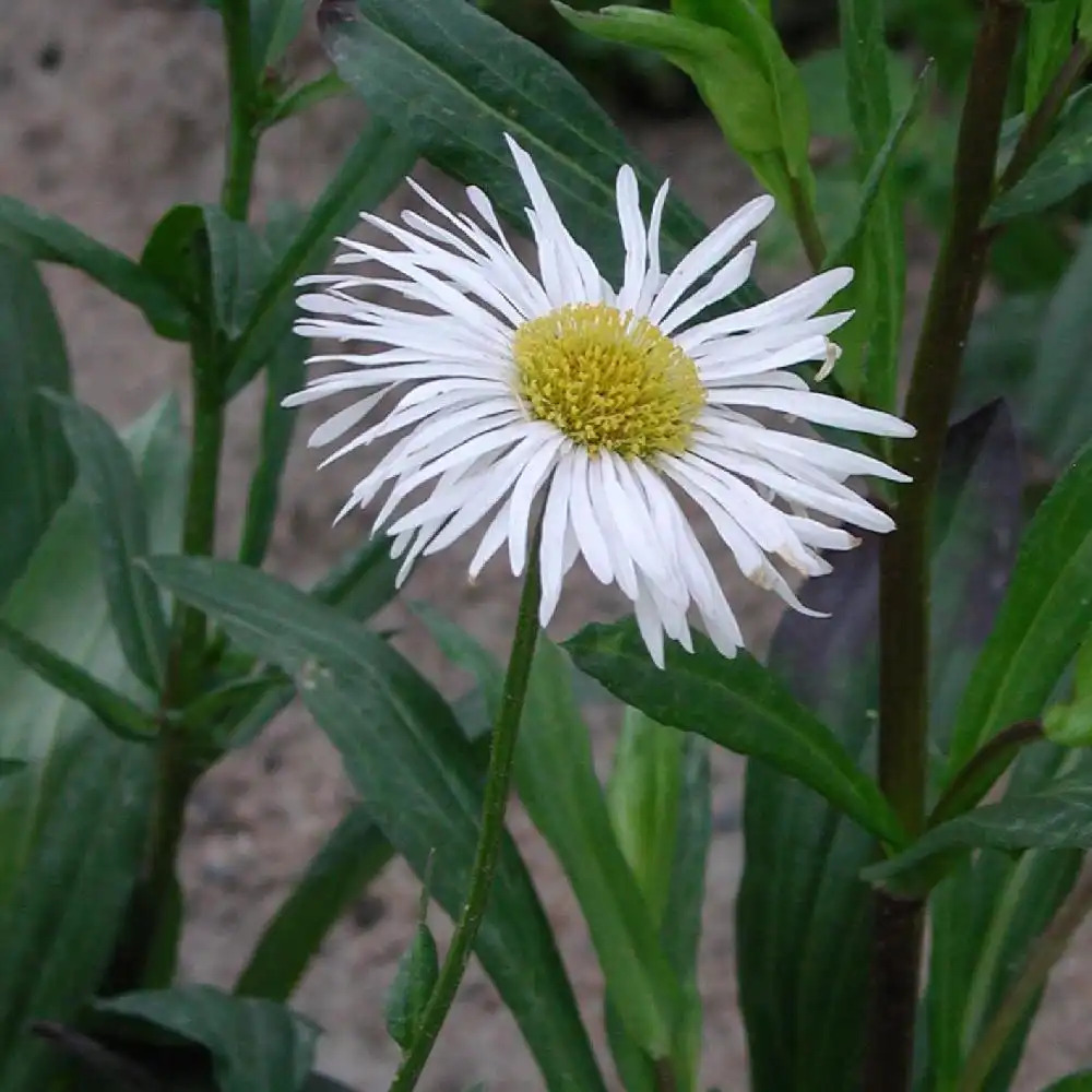 ERIGERON 'Sommerneuschnee'