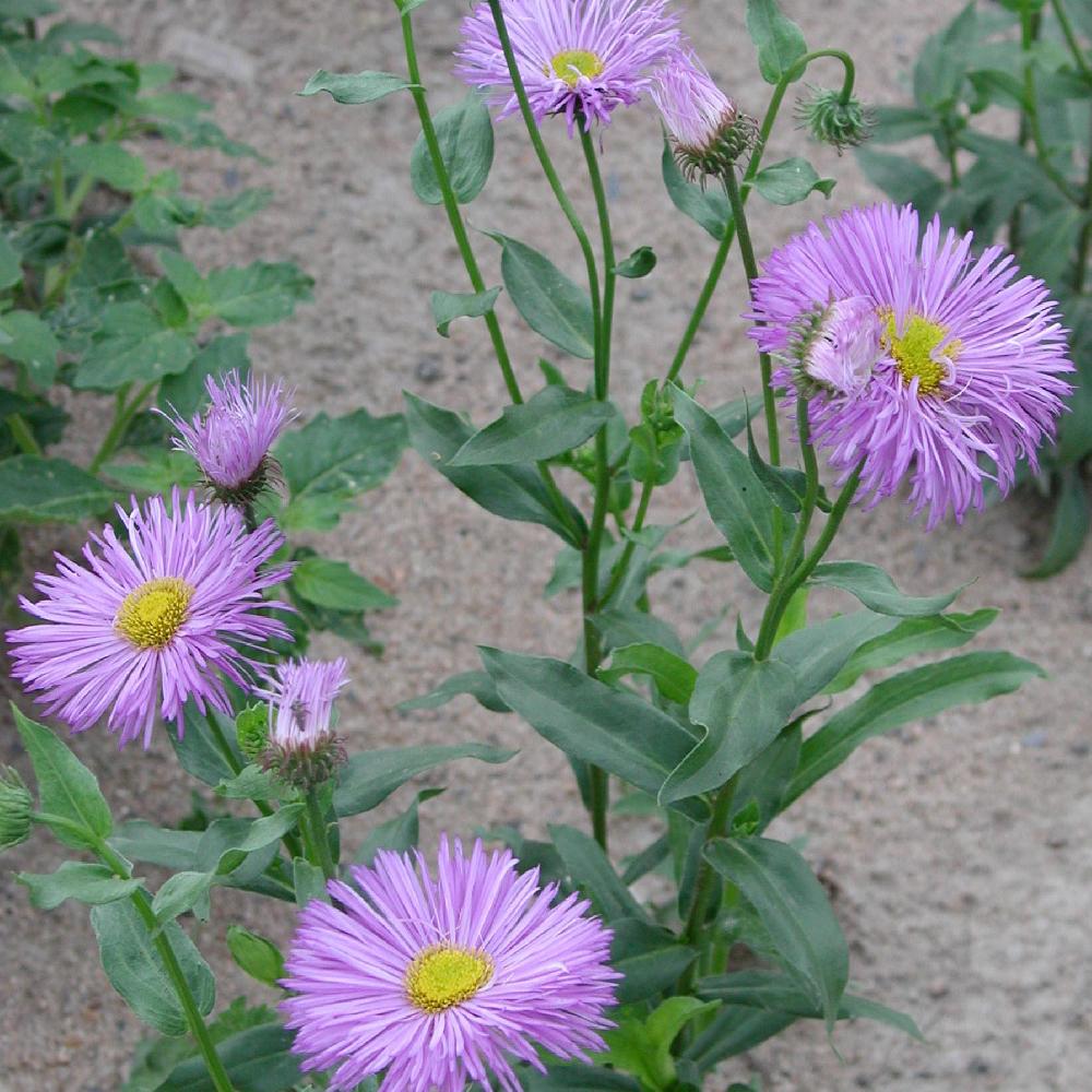 ERIGERON 'Violetta'