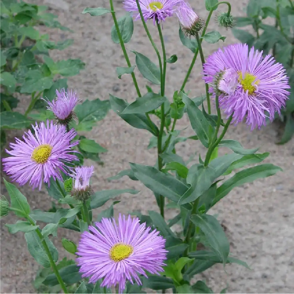 ERIGERON 'Violetta'