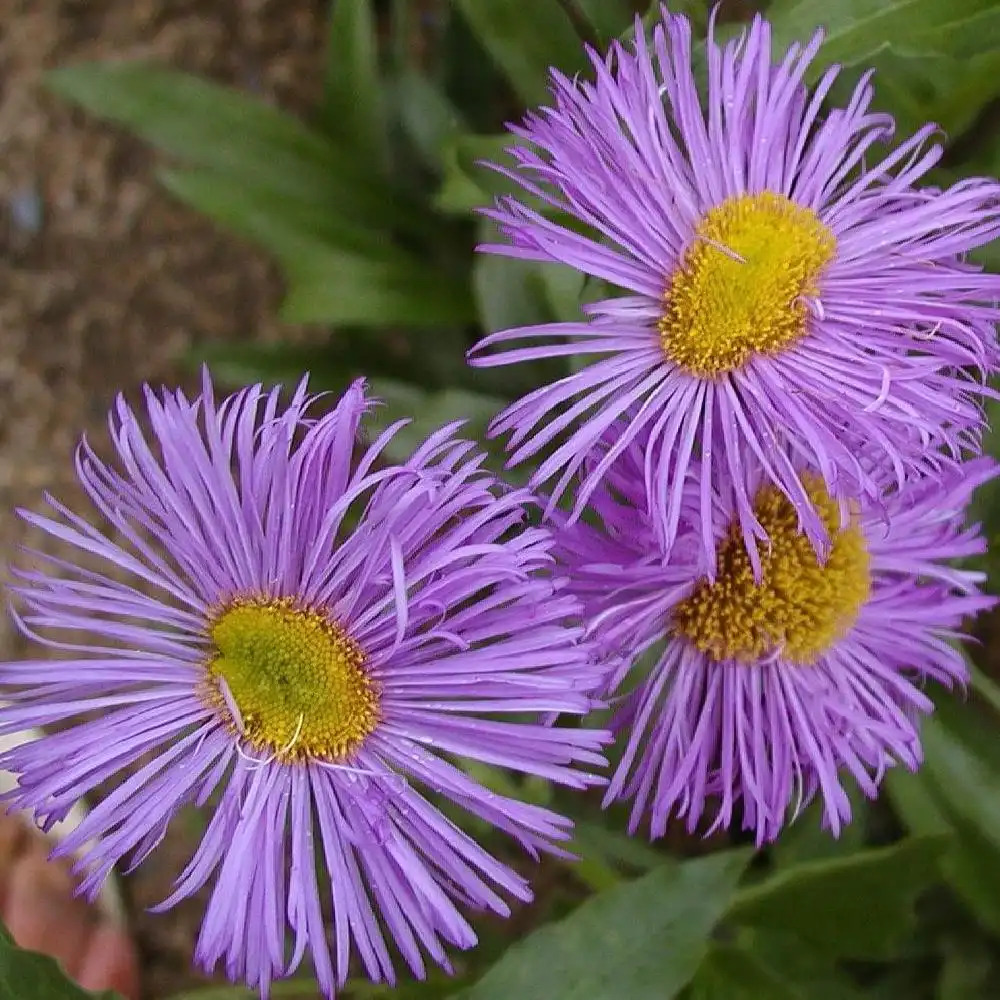 ERIGERON 'Wuppertal'