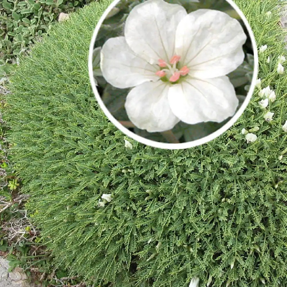 ERODIUM chrysanthum