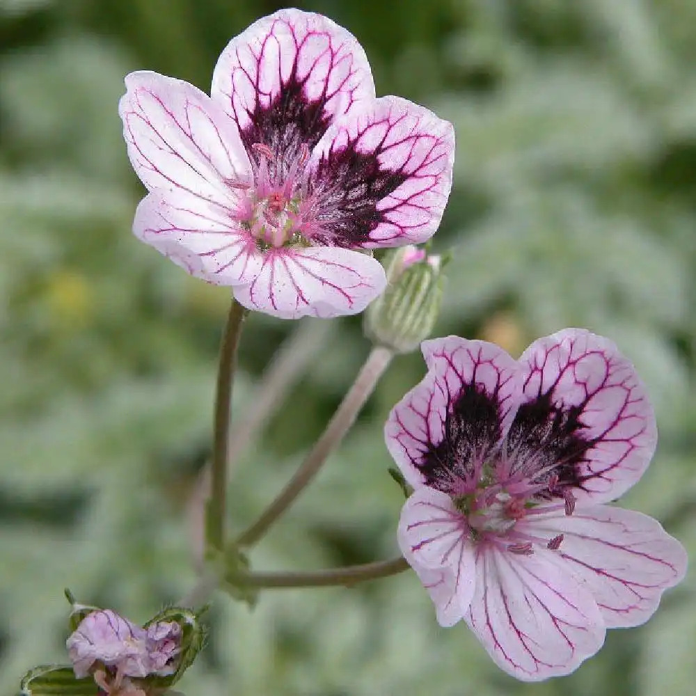 ERODIUM x kolbianum 'Natasha'