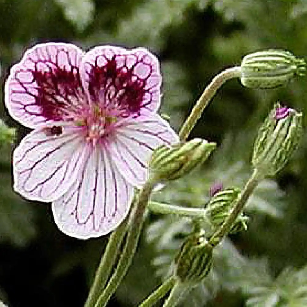 ERODIUM x kolbianum 'Natasha'