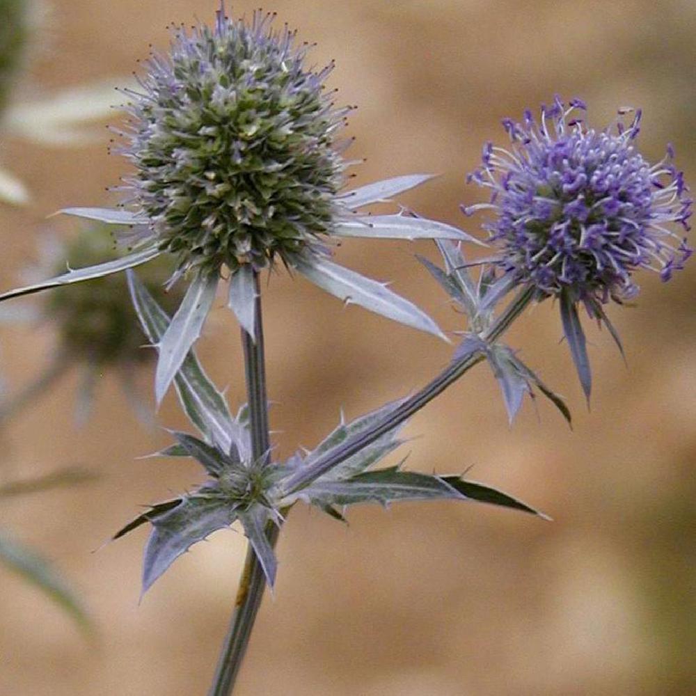 ERYNGIUM amethystinum