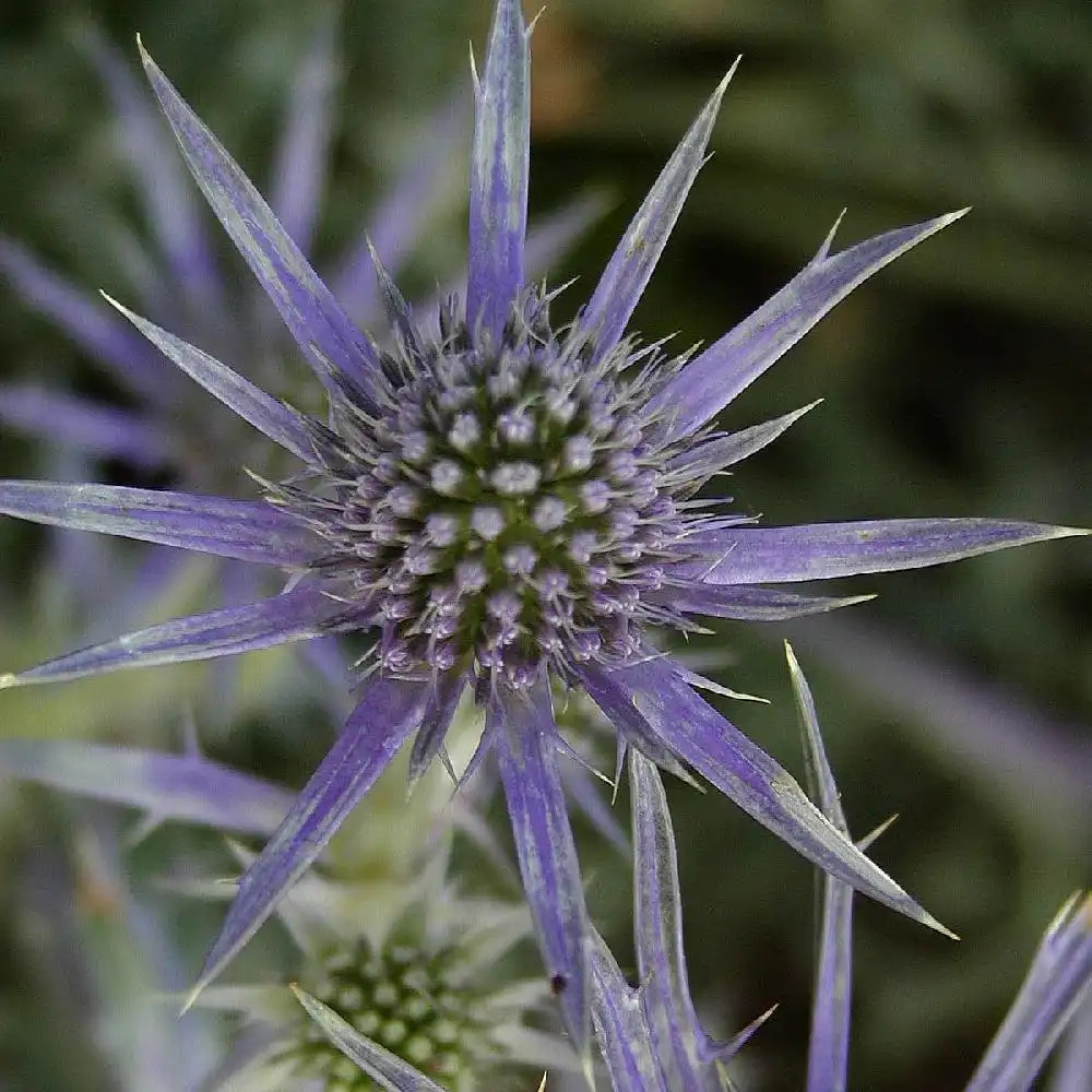 ERYNGIUM bourgatii