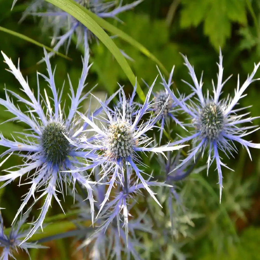 ERYNGIUM 'Pen Blue'