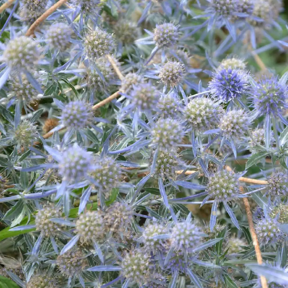 ERYNGIUM planum