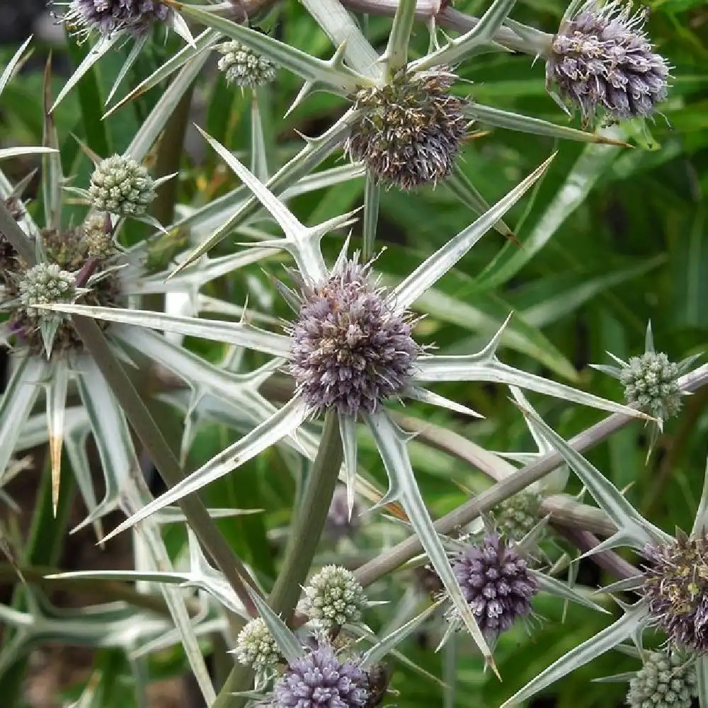 ERYNGIUM variifolium