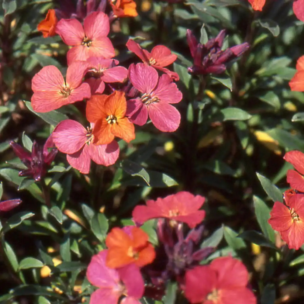 ERYSIMUM 'Constant Cheer'